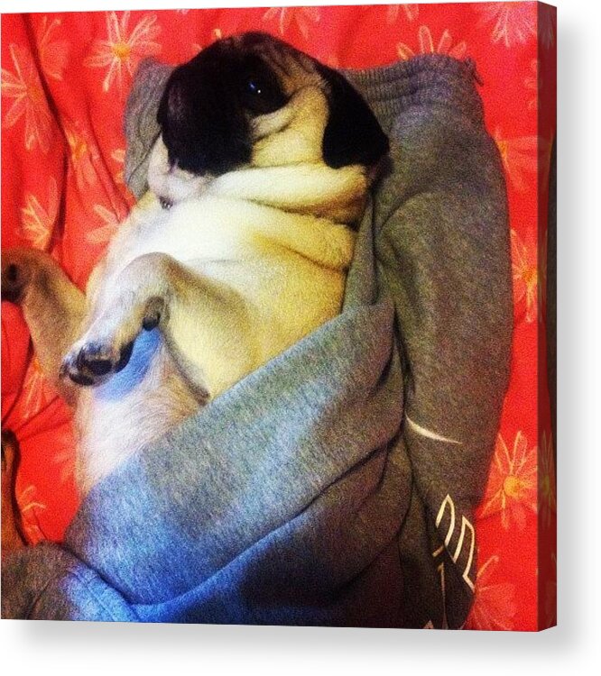 Pink Acrylic Print featuring the photograph My Little Sausage Roll! #cute #pug #dog by Georgina Hassan