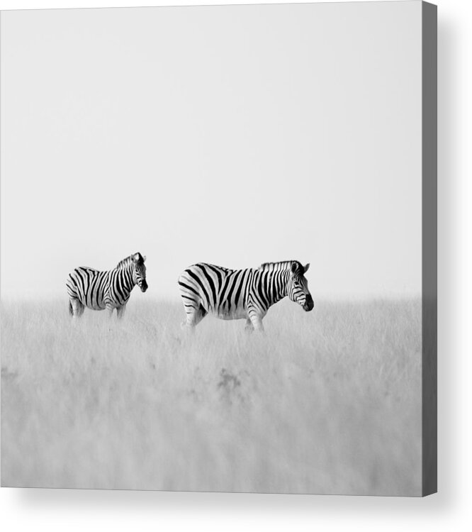 Namibia Acrylic Print featuring the photograph Namibia Zebras I by Nina Papiorek
