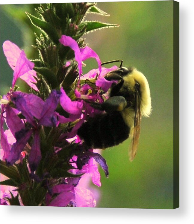 Lake View Acrylic Print featuring the digital art Nectar Time by Aron Chervin