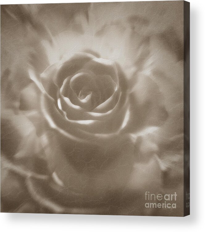 Rose Acrylic Print featuring the digital art Old rose by Johnny Hildingsson