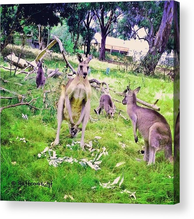 Roo Acrylic Print featuring the photograph On The Streets, #kangaroo #australia by Raffaele Salera