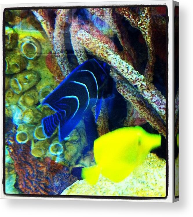 Prixmobile Acrylic Print featuring the photograph One Fish, Two Fish. Yellow Fish, Blue by Michael Bailey