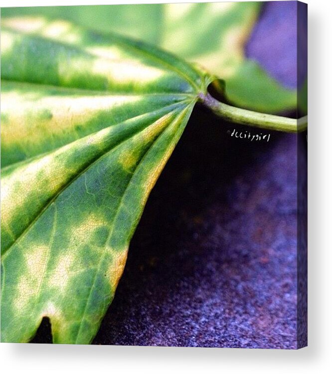  Acrylic Print featuring the photograph One Of The Hardest Things In Life? by Dccitygirl WDC