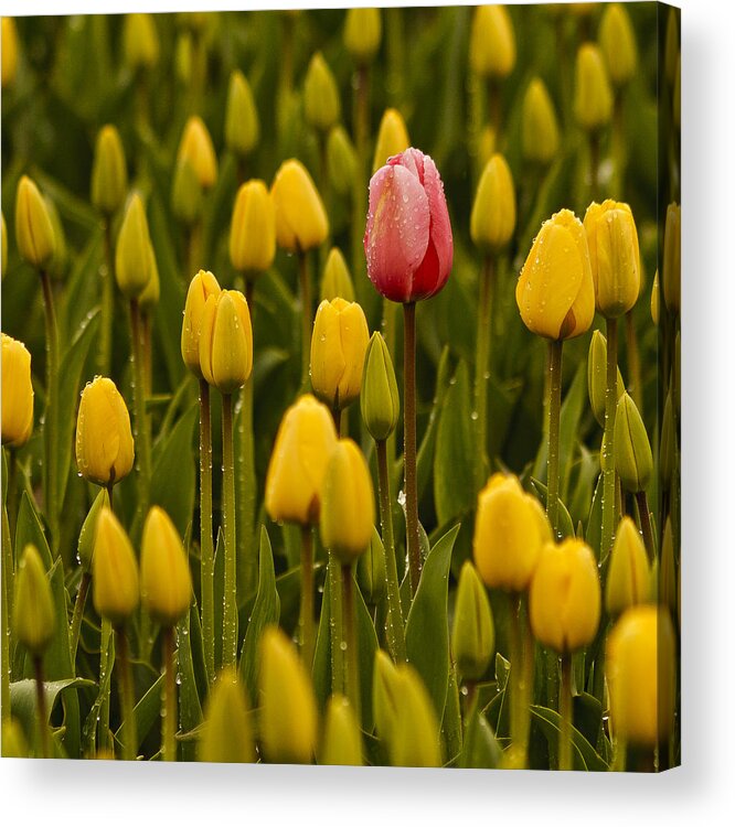 Flower Acrylic Print featuring the photograph One Tulip by Tony Locke