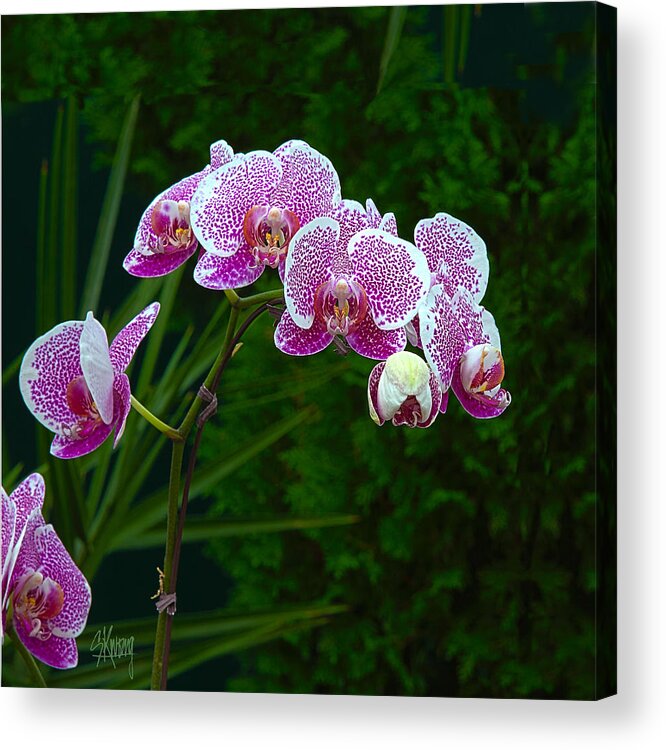 Orchid Acrylic Print featuring the photograph Orchid 2 by Stan Kwong