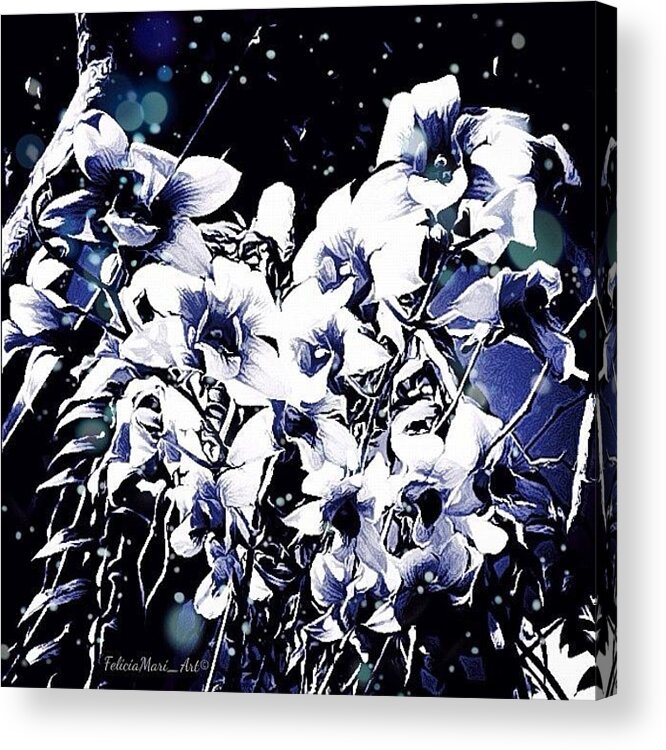 Sketch Acrylic Print featuring the photograph ✨orchid Winter Wonderland✨ by Felicia Luxama