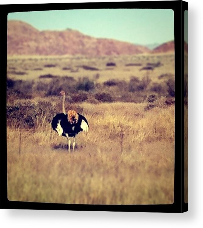 Fratomhoneymoon Acrylic Print featuring the photograph #ostrich #struzzo #namibia by Francesca Sara