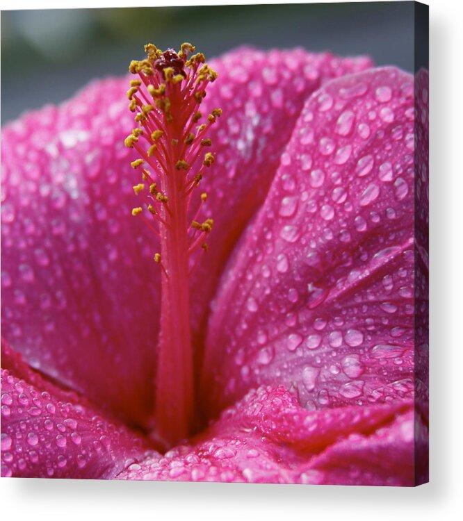 Hibiscus Acrylic Print featuring the photograph Passionate Pink Hibiscus by Karon Melillo DeVega