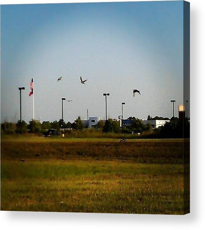 Boy Acrylic Print featuring the photograph Patriotic Birds by Percy Bohannon