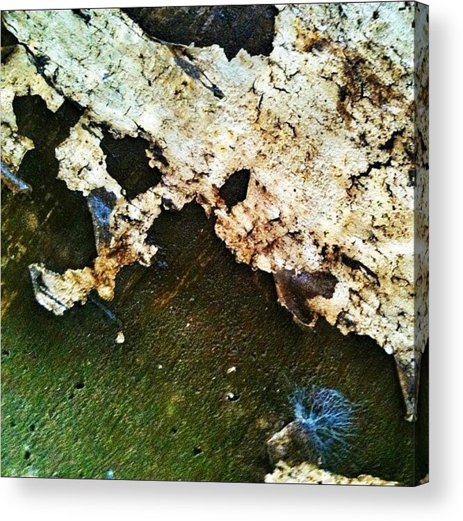 Chicagood Acrylic Print featuring the photograph Peeling Paint #1. #grunge #delapidation by James Roach