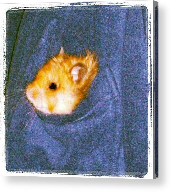  Acrylic Print featuring the photograph Pet Hamster In Pocket by Kln Sink