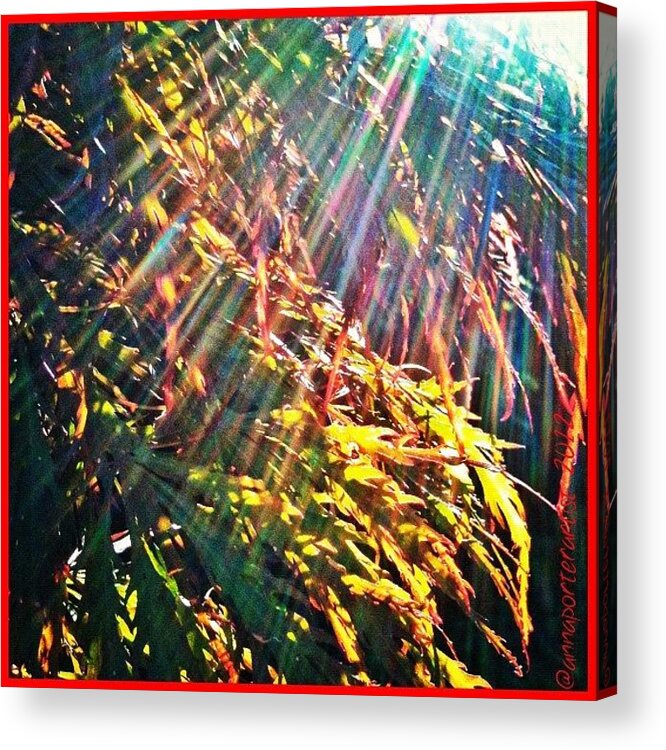 Instatrees Acrylic Print featuring the photograph #picframe #snapseed #chinese_elm by Anna Porter