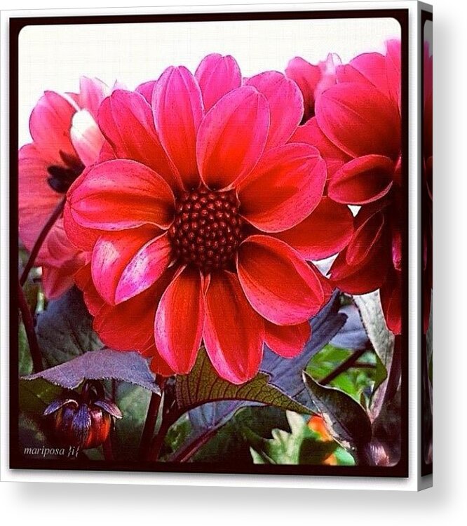 Nature Acrylic Print featuring the photograph Pink Dahlia by Mari Posa