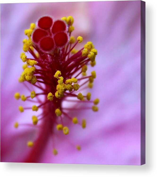 Macro Acrylic Print featuring the photograph Pink Hibiscus Inflorescence by Karon Melillo DeVega