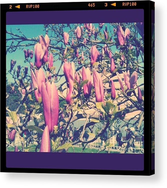 Magnolia Acrylic Print featuring the photograph Pink magnolia by Isabel Poulin