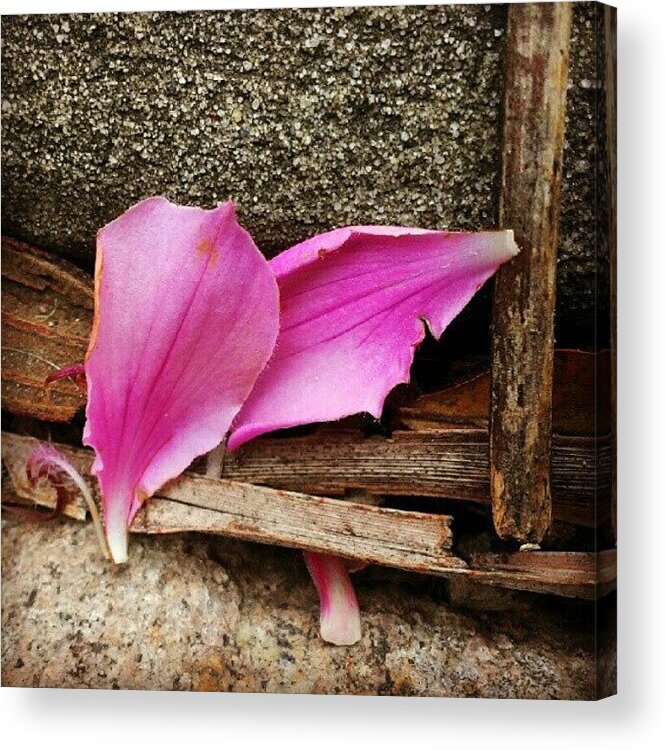  Acrylic Print featuring the photograph Pink Petals by Kathy Dora