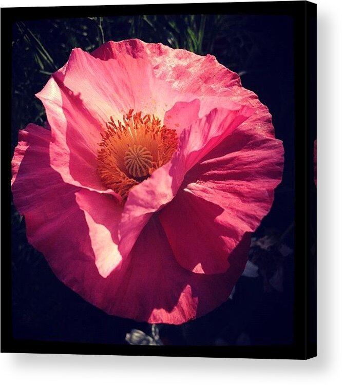  Acrylic Print featuring the photograph Pink Poppy by Gracie Noodlestein