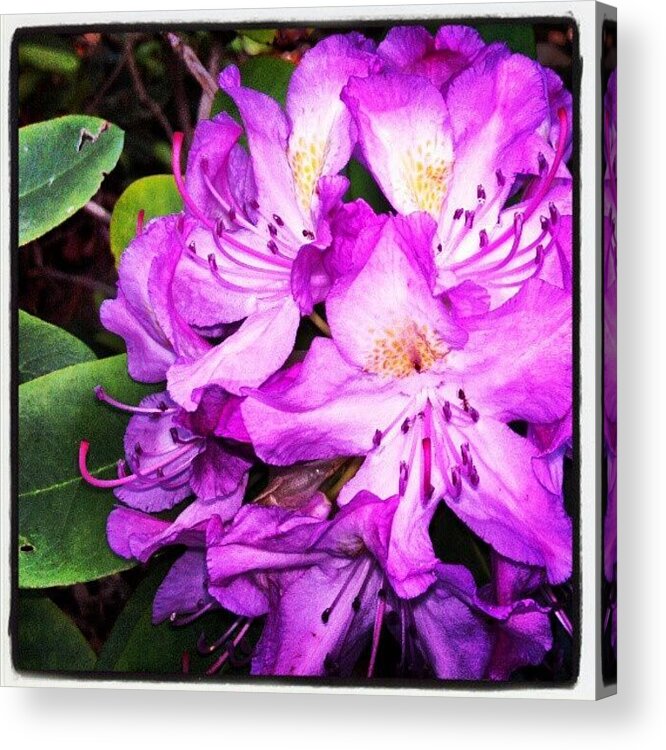 Flower Acrylic Print featuring the photograph pink Rhododendron Joining In The by Carla From Central Va Usa