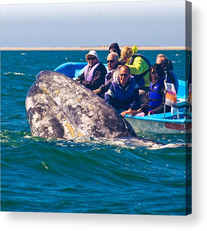 Gray Whale Acrylic Print featuring the photograph Pleased to Meet You by Don Schwartz
