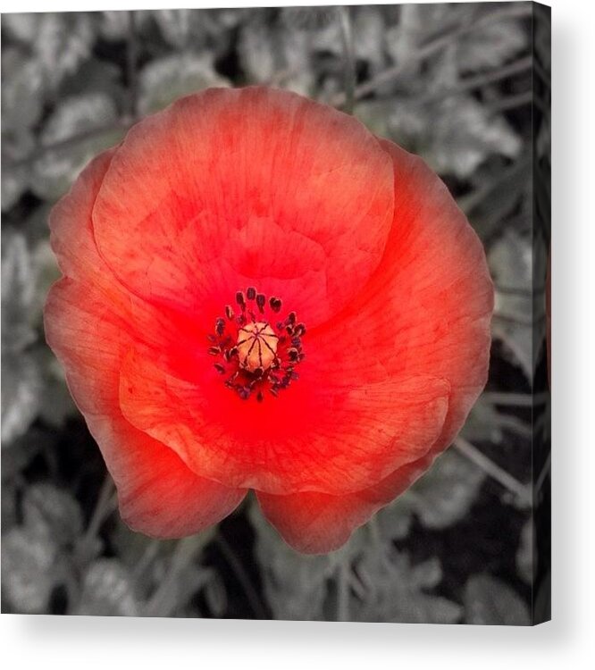 Acrylic Print featuring the photograph Poppy by Steven Bron
