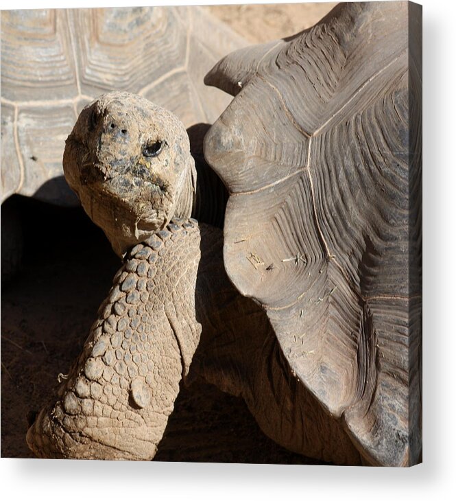 Tortoise Acrylic Print featuring the photograph Posing For Pictures by Kim Galluzzo Wozniak