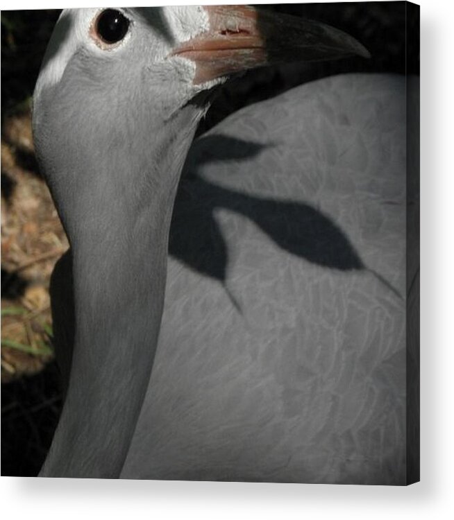 Bird Acrylic Print featuring the photograph psst I see you by Kim Galluzzo