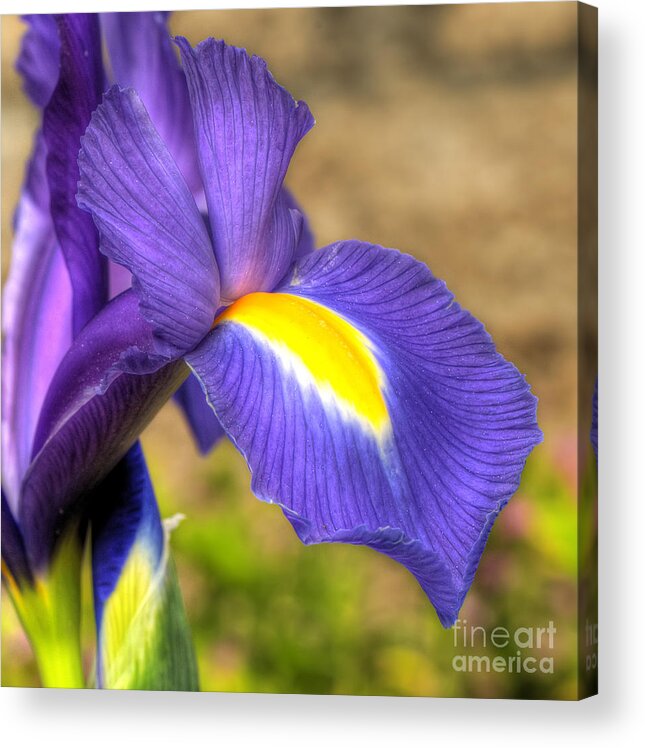 Purple Acrylic Print featuring the photograph Purple Iris by Eddie Yerkish