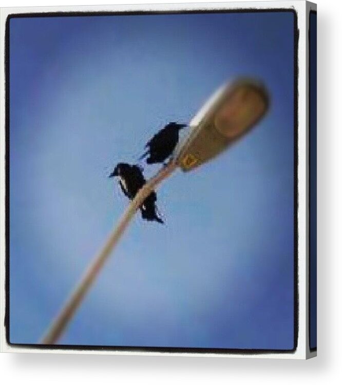 Flight Acrylic Print featuring the photograph Raven Duo by Holly Sharpe-moore