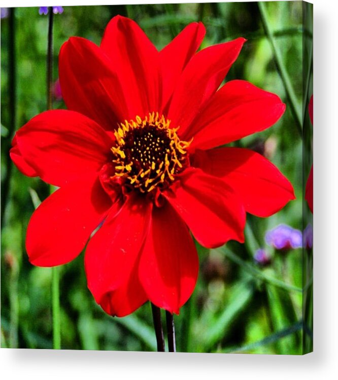 Red Acrylic Print featuring the photograph Red flower by Luisa Azzolini