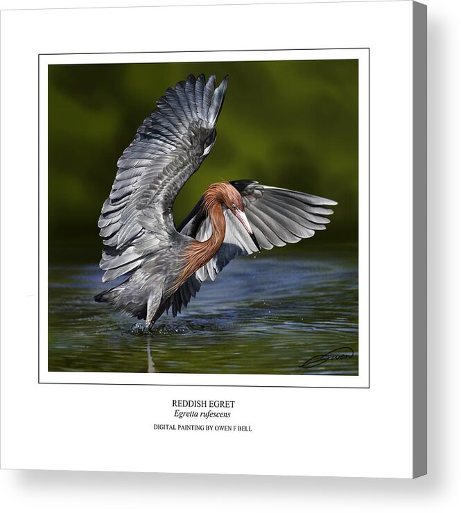 Reddish Egret Acrylic Print featuring the digital art Reddish Egret 1 by Owen Bell