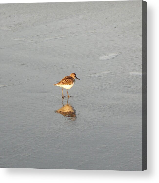 Bird Acrylic Print featuring the photograph Reflecting In The Sunrise by Kim Galluzzo