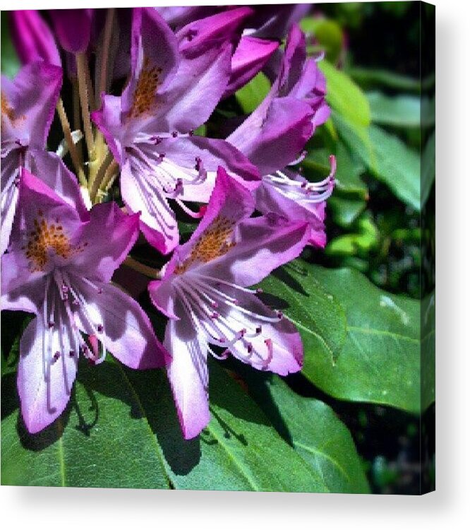 Plant Acrylic Print featuring the photograph Rhododendron #flower #plant by Carla From Central Va Usa