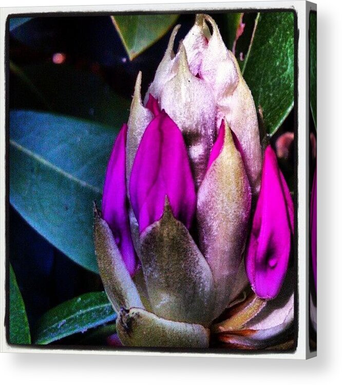 Plant Acrylic Print featuring the photograph Rhododendron...more Color Soon! by Carla From Central Va Usa