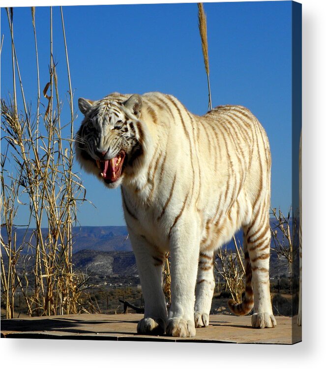 Tiger Acrylic Print featuring the photograph Roar by Kim Galluzzo Wozniak