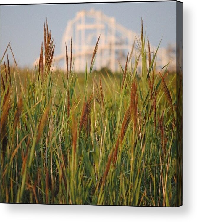 Instaadict Acrylic Print featuring the photograph Roller Coaster In The Weeds by Lock Photography