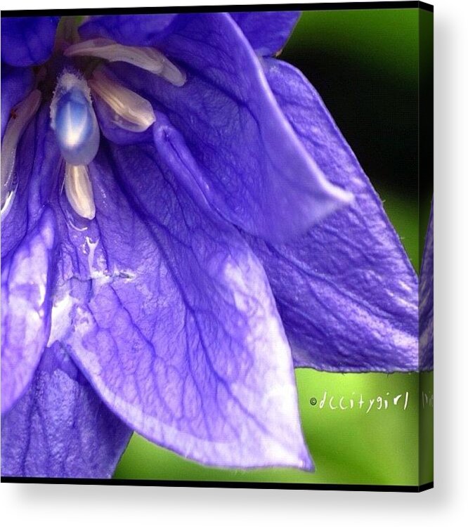  Acrylic Print featuring the photograph Roses Are Red, Violets Are Blue, But I by Dccitygirl WDC