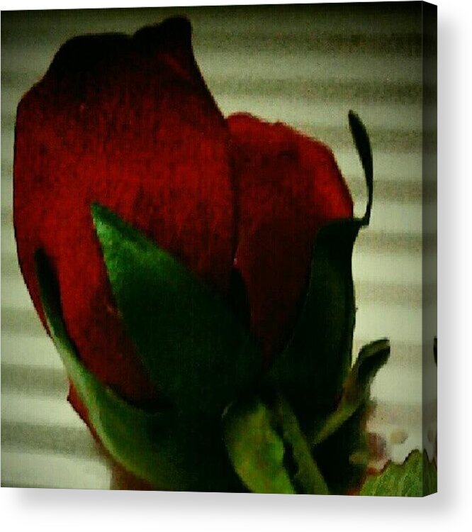  Acrylic Print featuring the photograph Roses Are Red Violets Are Blue by Lesley Asis