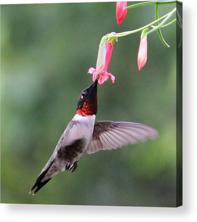 Ruby Throated Hummingbird Acrylic Print featuring the photograph Ruby Throated Hummingbird1 by Brook Burling
