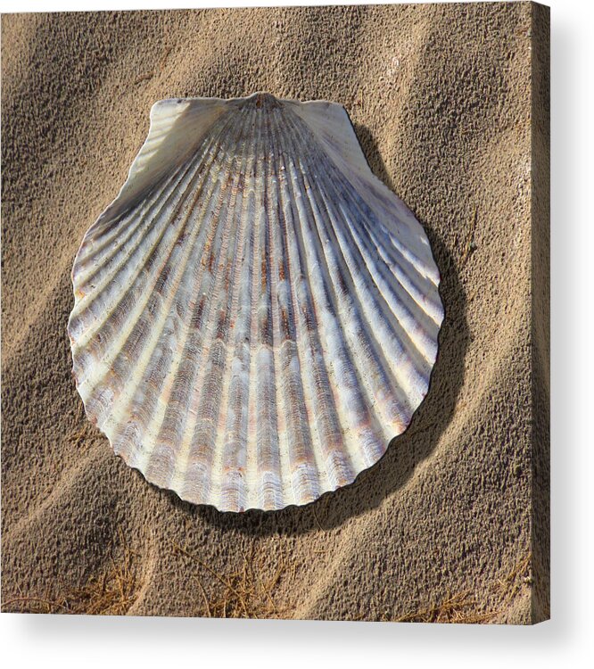 Sea Shell Acrylic Print featuring the photograph Sea Shell 2 by Mike McGlothlen