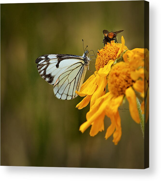 Butterfly Acrylic Print featuring the photograph Sharing by Phyllis Denton