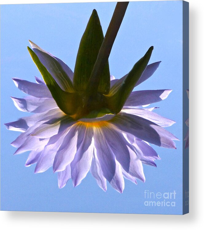 Tropical Waterlily Acrylic Print featuring the photograph Simple Reflection by Byron Varvarigos