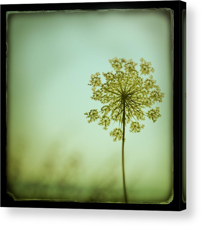 Ttv Acrylic Print featuring the photograph Simplexity by Irene Suchocki
