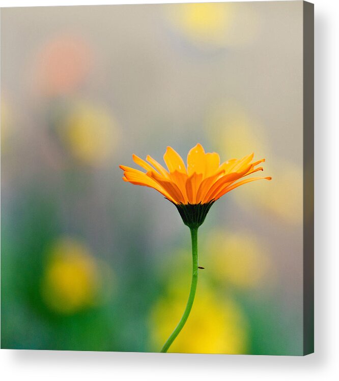 Wildflower Floral Yellow Tones Dof Bokeh Acrylic Print featuring the photograph Simplicity by Joel Olives