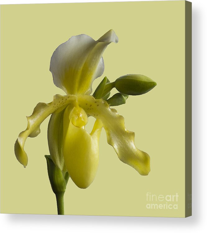Orchid Acrylic Print featuring the photograph Slipper Orchid by Heiko Koehrer-Wagner