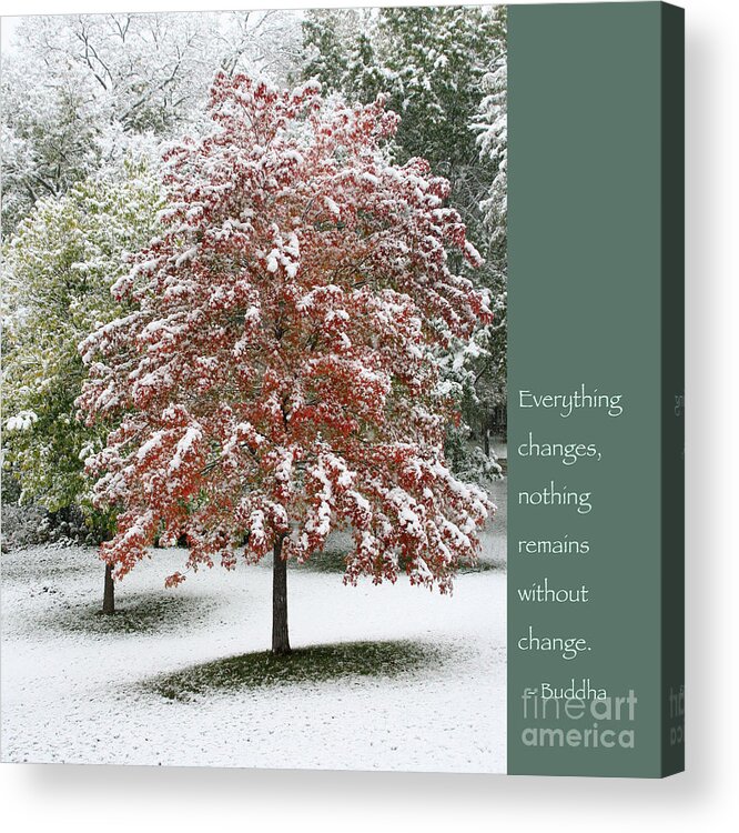 Buddha Acrylic Print featuring the photograph Snowy Maple with Buddha Quote by Hermes Fine Art