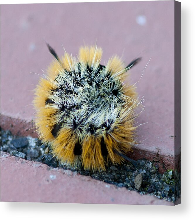 Caterpillar Acrylic Print featuring the photograph Snug as a Bug by Betty Depee