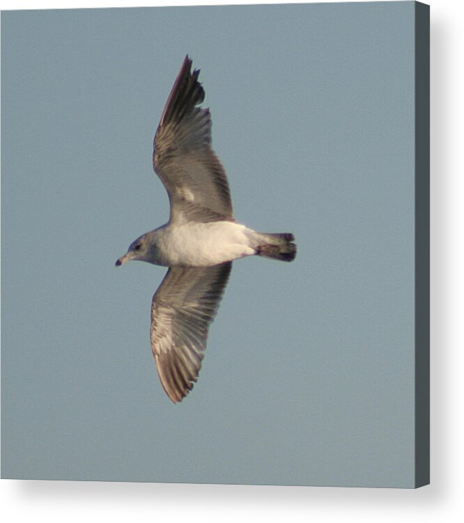 Bird Acrylic Print featuring the photograph Soaring by Lou Belcher