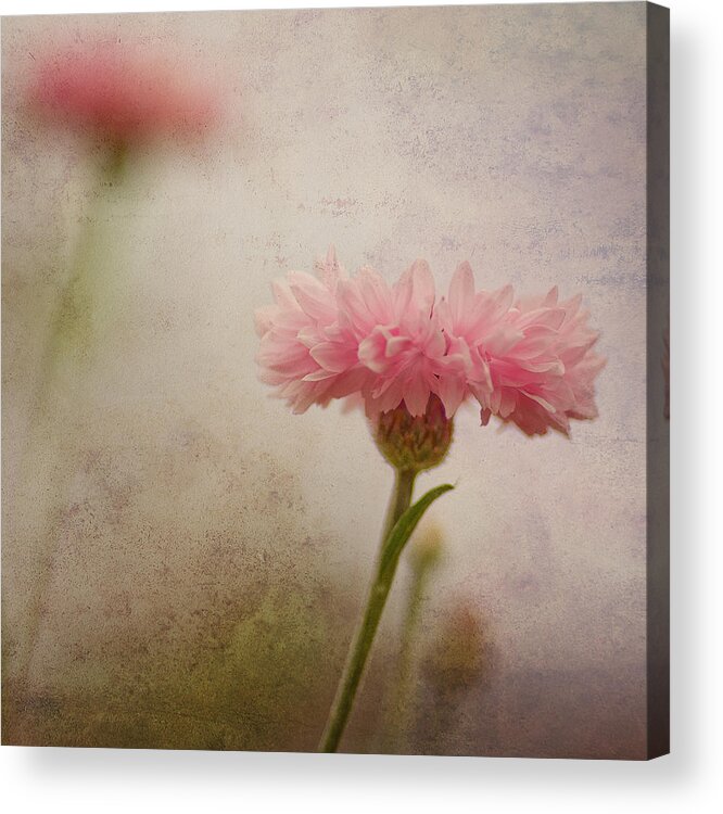 Wilderflower Acrylic Print featuring the photograph Soft Fragility by Joel Olives