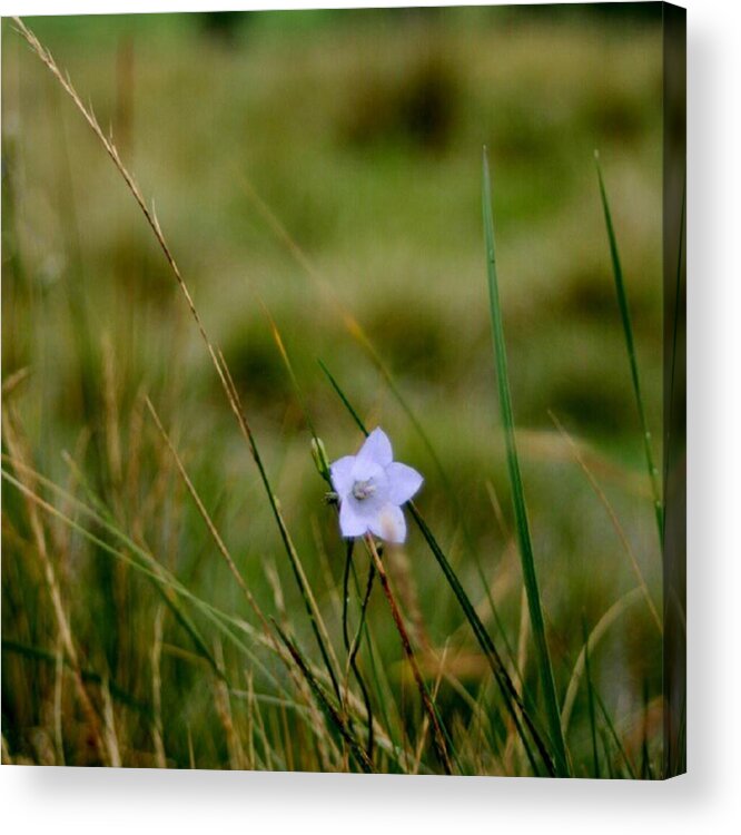 Flower.sweet Acrylic Print featuring the photograph Solo by Abbie Shores
