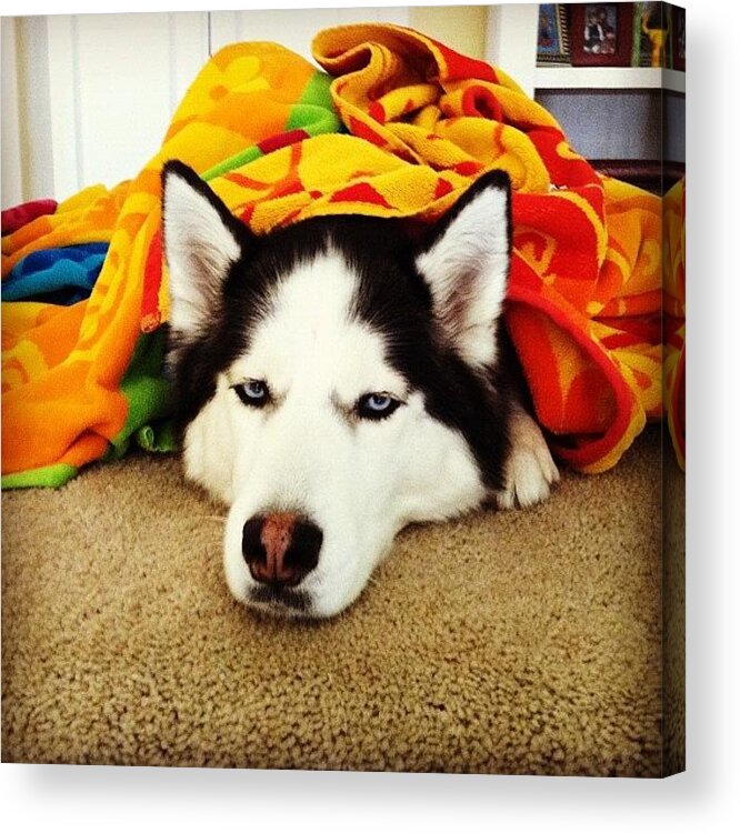 Siberianhusky Acrylic Print featuring the photograph Sometimes Huskies Can Be So Funny :) by Vicki Damato